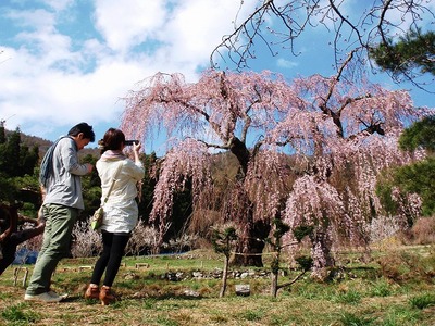 弁天さんのしだれ桜