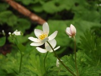滝ノ沢の花々