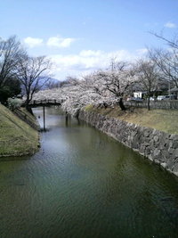 桜日和