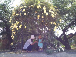 豊科近代美術館のバラ園