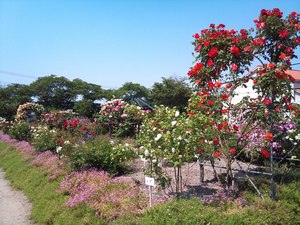 豊科近代美術館のバラ園