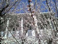 春・・・ 2012/04/05 11:00:56