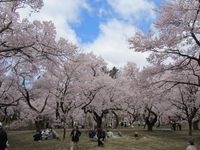 高遠　桜