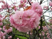 八重桜　善光寺