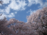 高遠のさくら