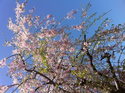 レストラン庭の桜♪