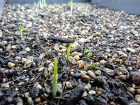 植物を育てることで継続の愉しさが体感できる