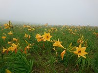 ニッコウキスゲ里親プロジェクト２日目
