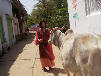 インドの牛