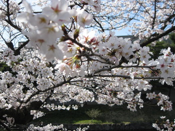 ４月８日の桜