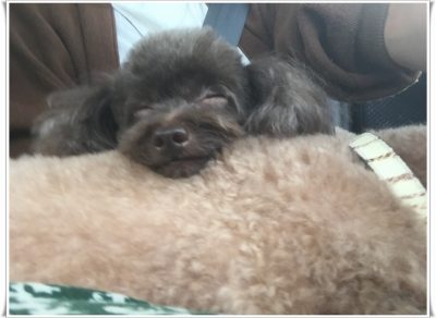 トリミングに行ってきました～♪