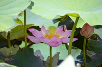 蓮photo