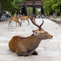 修学旅行