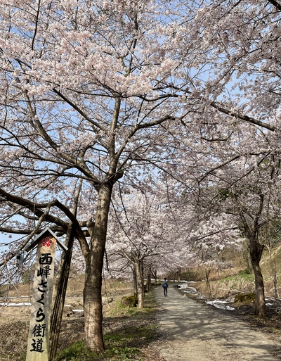 穴場2 飯山の桜♪