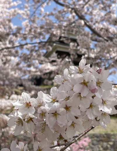 上田城の桜も満開だぁ〜