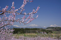 丹霞郷の桃の花と北信五岳