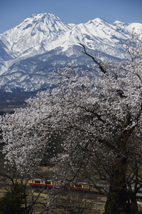 片貝の丘から桜越しに見た妙高山