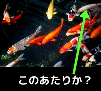 個別は狭いのか？ (￣▽￣)？