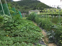空中菜園
