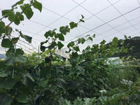空中庭園　2