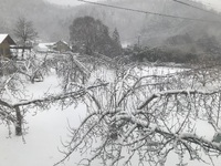 本日大雪　雪の積もる　りんご園