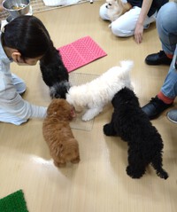 パピー訓練行ってきました