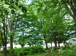 ホクト公園のヒトツバタゴとヤマボウシ