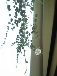 グリーンネックレスの花