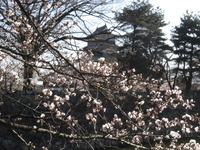 開花
