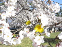 たんぽぽ桜