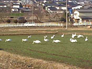またまた、白鳥です。