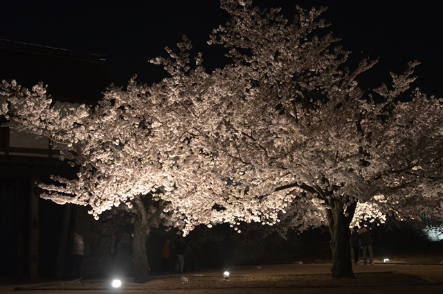 THE 夜桜