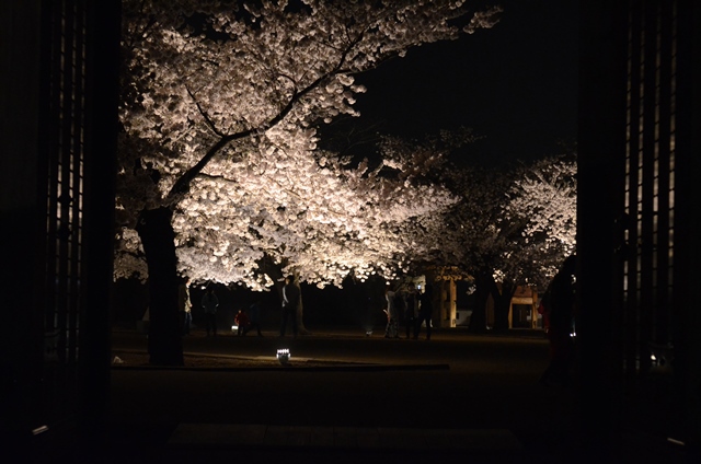 THE 夜桜