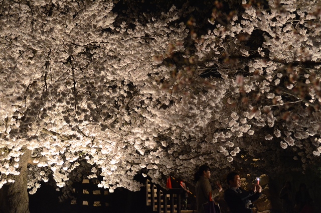 THE 夜桜