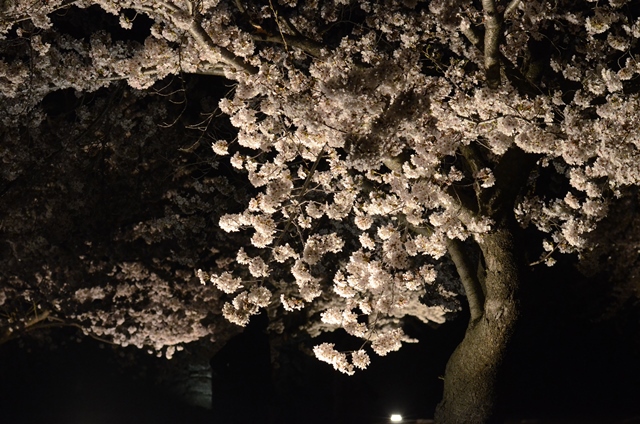 THE 夜桜