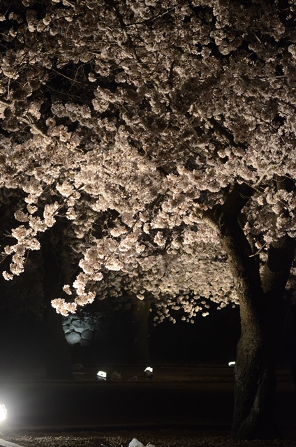 THE 夜桜