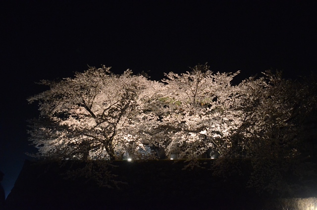 THE 夜桜