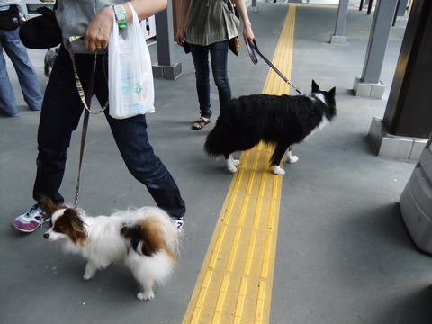 シリウスのみんなと、Ｗｏｏｆへ・・・
