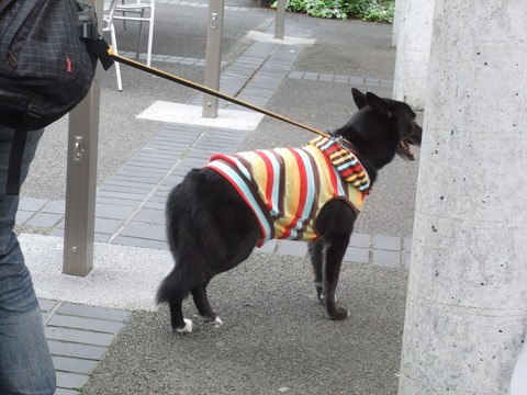 シリウスのみんなと、Ｗｏｏｆへ・・・