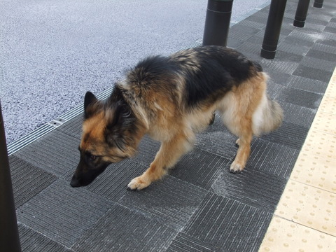 わん旅