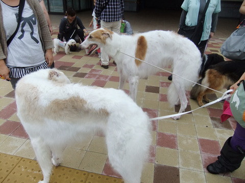 わん旅