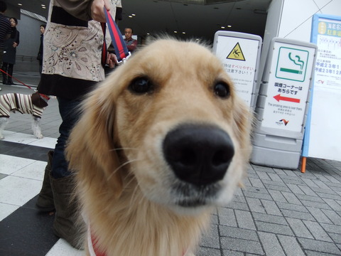 わん旅