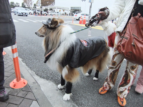 わん旅
