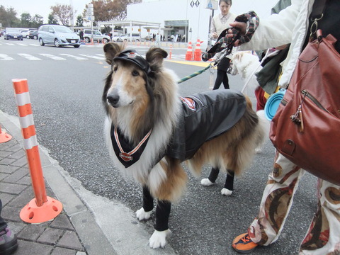 わん旅