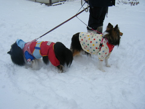 雪！！待ってました。