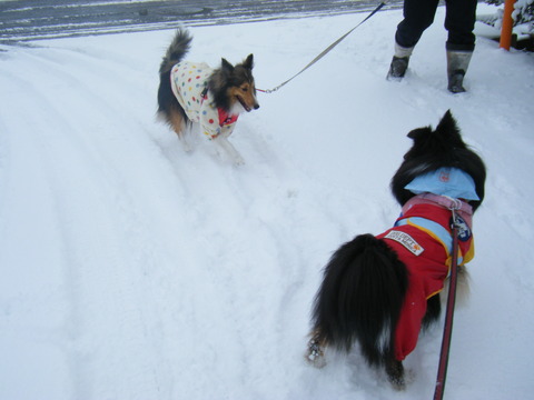雪！！待ってました。