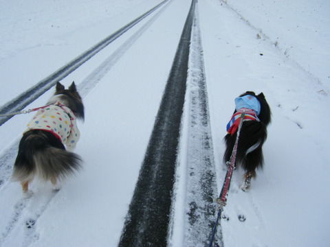 雪！！待ってました。