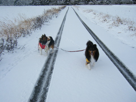 雪！！待ってました。