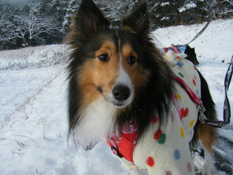 雪！！待ってました。
