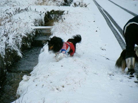 雪！！待ってました。
